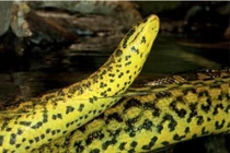 6 sinh vật đáng sợ nhất trong rừng nhiệt đới Amazon 