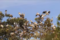 Vườn quốc gia Lò Gò - Xa Mát là Vườn Di sản ASEAN