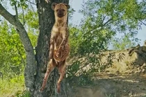 Cười đau bụng’ trước cảnh linh cẩu cướp mỗi của báo hoa mai