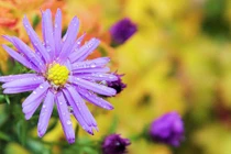  Cuối tháng 9, 3 con giáp Thần Tài gọi tên, tiền bạc dư dả