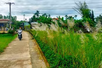 Sững sờ trước cánh đồng hoa cỏ lau nở trắng ở Quảng Nam