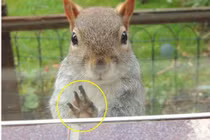 Sóc nhỏ cầu xin sự giúp đỡ khi bị cáo đỏ tấn công