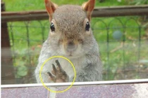 Sóc nhỏ cầu xin sự giúp đỡ khi bị cáo đỏ tấn công