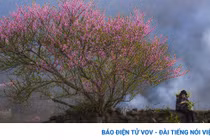  Y Tý mùa hoa đào làm say đắm lòng người