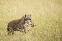 Lý do linh cẩu bắt được linh dương con mới sinh nhưng không giết chết