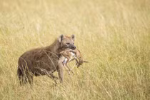 Lý do linh cẩu bắt được linh dương con mới sinh nhưng không giết chết