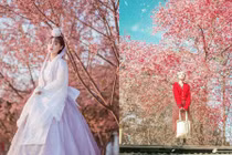  Những địa điểm "sống ảo" với hoa anh đào cuối tháng 1 đầu tháng 2