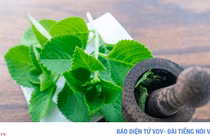 10 tác dụng tuyệt vời cho sức khỏe của lá húng chanh