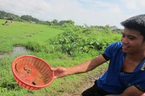 Rầm rộ rủ nhau lên Hà Nội... săn đỉa