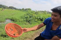 Rầm rộ rủ nhau lên Hà Nội... săn đỉa