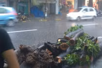 Hà Nội: 1 người tử vong do cây đổ ngang đường