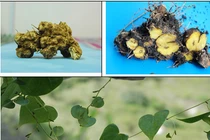 Nần nghệ - dược liệu quý cho bệnh mỡ máu và tim mạch