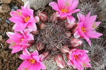 Cách bố trí vật phẩm phong thủy mang lại may mắn, thịnh vượng