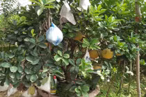 Cận cảnh cây bưởi phật thủ giá 15 triệu chơi Tết Bính Thân