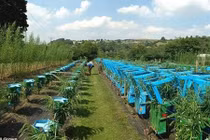 Khám phá khu vườn trồng bàn ghế duy nhất trên thế giới