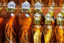 Đắt ngang đá quý, vì sao sâm Mỹ vẫn được lùng mua?