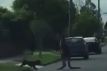 Chết cười với cuộc chiến giữa chuột túi và chú chó nhỏ