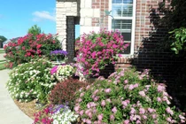 Ngắm vườn hoa đẹp như công viên của mẹ Việt trên đất Mỹ