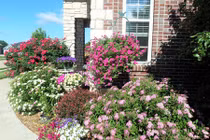 Ngắm vườn hoa đẹp như công viên của mẹ Việt trên đất Mỹ