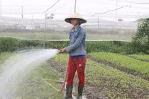 Cử nhân kĩ thuật máy tính trồng rau sạch kiếm 20 triệu/tháng