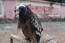 Giật mình đại gia phố núi nuôi đại bàng đốm làm thú cưng