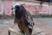 Giật mình đại gia phố núi nuôi đại bàng đốm làm thú cưng