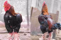 Mẹo hay chọn đúng gà Đông Tảo xịn ăn Tết