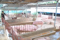 Cho lợn nghe nhạc Pháp “hái” tiền tỷ mỗi năm