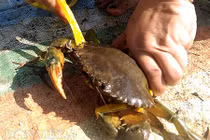 Tuyệt chiêu bắt cua bằng rập của người dân Cà Mau