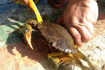 Tuyệt chiêu bắt cua bằng rập của người dân Cà Mau