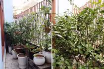 Vợ chồng doanh nhân Hà Nội nuôi gà trồng rau trên sân thượng