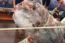 Ngư dân Quỳnh Lưu kể chuyện bắt được cá khủng mùa bão