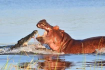 Cá sấu "bỏ của chạy lấy người" khi bị hà mã trấn lột 