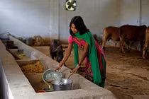 Ấn Độ: "Hốt bạc" nhờ nghề lấy nước tiểu bò