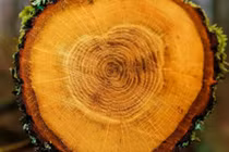 Tìm thấy bằng chứng bão Mặt trời trong các vòng vân gỗ