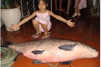 Chuyên gia săn cá và chuyện bắt trắm đen nặng 2,5 tạ 