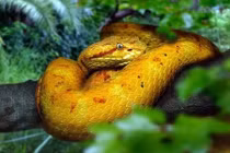 Khóc thét với đảo rắn kinh hoàng nhất Nam Mỹ