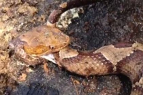 Chặt đứt đầu rắn và cái kết khiến nhiều người kinh hãi