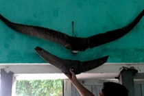 Giải mã cặp sừng khổng lồ, chưa từng thấy trên thế giới ở Quảng Ninh 