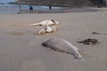 Công bố nguyên nhân cá chết hàng loạt ở miền Trung ngày 29/6