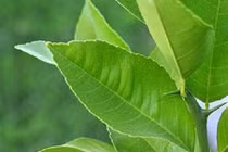 Vì sao nhà dù chật hẹp cũng nên trồng ngay cây chanh? 