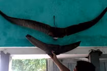 Giải mã cặp sừng khổng lồ, chưa từng thấy trên thế giới ở Quảng Ninh 