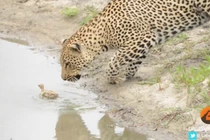 Vịt con thoát nanh báo đói trong gang tấc