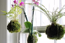 Trang trí nhà bằng cây cảnh treo lơ lửng không cần chậu