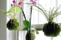 Trang trí nhà bằng cây cảnh treo lơ lửng không cần chậu