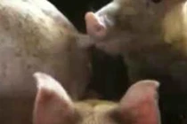 Chuyện lạ gây xôn xao dư luận, heo tự cắn đuôi nhau ở miền Tây