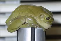 Tìm thấy ếch xanh khổng lồ to hơn bàn tay người lớn ở Úc