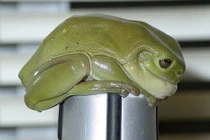 Tìm thấy ếch xanh khổng lồ to hơn bàn tay người lớn ở Úc