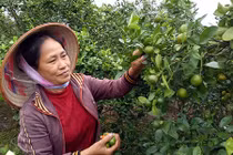 Ai đã xui dân phá lúa, trồng quất ở Hải Dương?