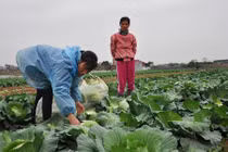 Rau xanh rớt giá, càng bán càng buồn